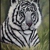 Whitetiger11framed_thumb