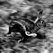 Rabbit_card