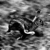 Rabbit_thumb