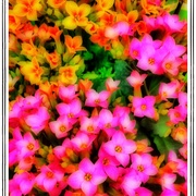 Pinkyellow_card