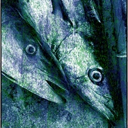 Fisheyes_card