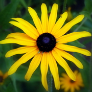 In2008_175_card