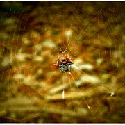 Spider_card