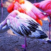 Flamingo__604x453___2__card