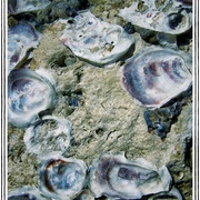 Shells2_card