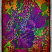Groovygrapes_snapseed_card
