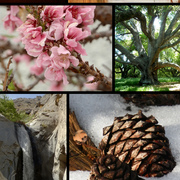 Californiagoldsmall_card