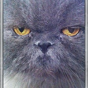 Feedme_card