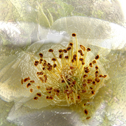 Flower_3w_card