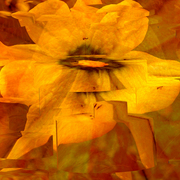 Flower_1w_card
