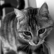 Marbles_card