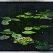 Lilypond_snapseed_snapseed_card
