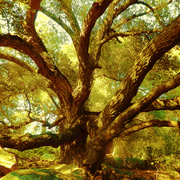 Treemagicsmall_card