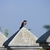 Beton_jembatan_tempat_hinggapku_tiny_square