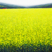 Rapsfeld_mit_dach_2