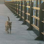 Stray-cat-tramp_card