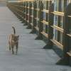 Stray-cat-tramp_thumb