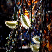 Willow_card