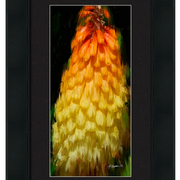 Christmas_tree_blossom-f_card