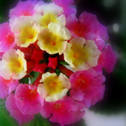 Img_4286_card