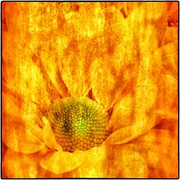 Yellowf_card