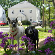 Springflowersandgypsyandjuno2012-1_card