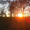 Sunset_trees_thumb