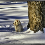 Dog_card