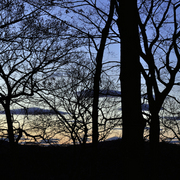 Sunset_trees-1_card