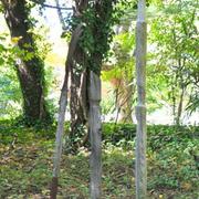 Caplan_art_2010__110825_card