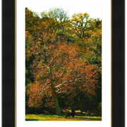 Carmel_valley_pasture-f_card