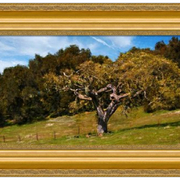 Carmel_valley_spring__1-f_card