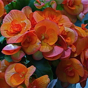 Dsc05862_card