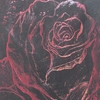 Blackredrose_thumb