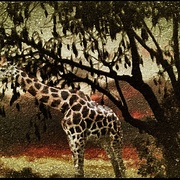 Camelopard_card