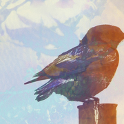 Bluebirdsmall_card
