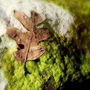 Leaf_card