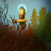Outoftheshadowssmall_card