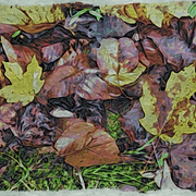 Leaves_on_ground_card