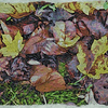 Leaves_on_ground_thumb