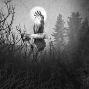 Outoftheshadowbw_card
