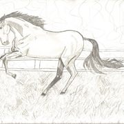 Bronc_card