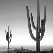 Arizonanight_card