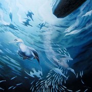 Sardine_run_015_card