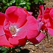 Dsc05940_card
