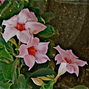 Dsc05889_card
