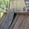 Chipmunk_thumb