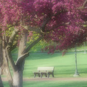 Congress_park_card