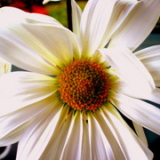 Dscn5197_card