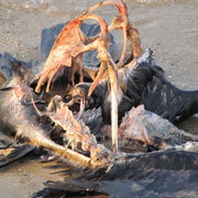 Img_0142_card